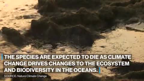 Up to ninety percent of species in danger due to climate change