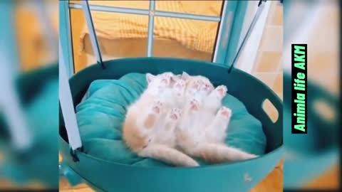 Funny Cat Video Compilation - Baby cats