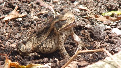Tough Guy Frog Devours Huge Worm