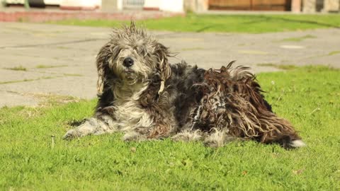 Name this Dog.... Tina, Matty, Hairy, Groomer, lol