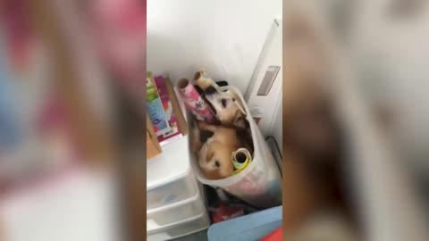 Cute dog 😍 stuck in box 😂 funny moment 🤣