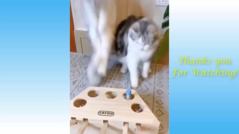 Cute and Funny Cats and Compilation 2021