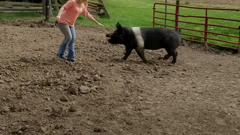 Woman Falls Off Pig When It Runs Away