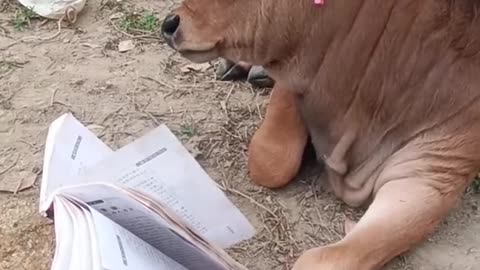 Funniest video, Cow is also sleeping in the reading time.😂😜
