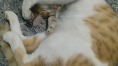 Cat sleeping human style