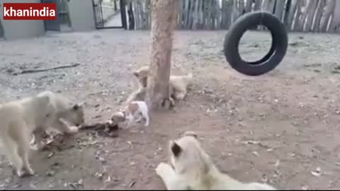 Dog's child and tiger's children fight