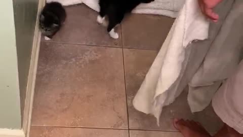 Cat Earns its Keep