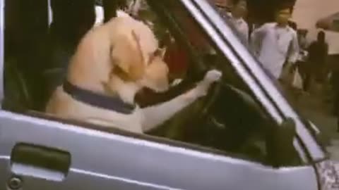 First time a dog driving a car !!