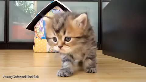 Baby and Cat Fun and Fails - Funny Baby Video-Funny Cats and Kittens Meowing Compil.