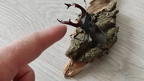 European stag beetle, is one of the largest beetle found in Europe