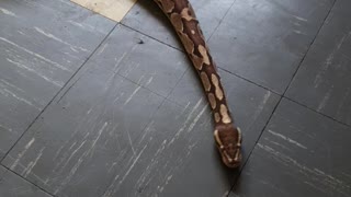 Snake chilling in my living room