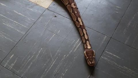 Snake chilling in my living room
