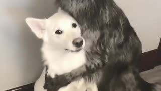 Dogs struggle to perfect hugging trick