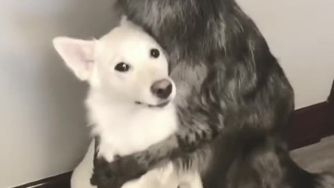 Dogs struggle to perfect hugging trick