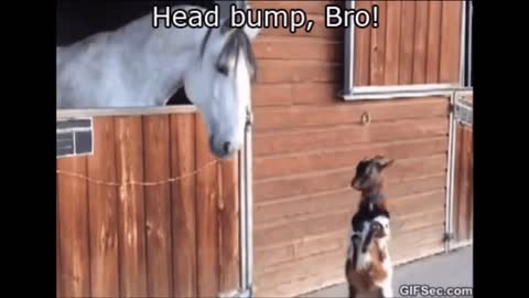 Best Funny moments of animals !!!