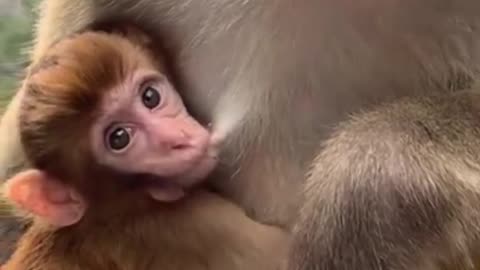 FUNNIEST MONKEY😂😹🐒 CUTE AND FUNNY MONKEY VIDEOS🤣loves🥰mother🥰