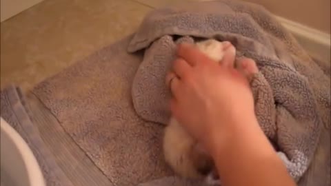 Kitten Bath- 1st Wash and Blow Dry- He Loves It!