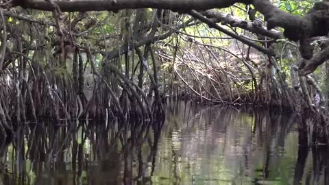 The Everglades In 3 Minutes.