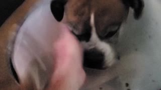 Cone dog needs help scratching itch