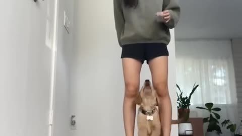 tricks I taught my 12 week old puppy #shorts