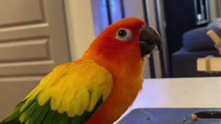 Parrot loves banana, does happy dance while eating it