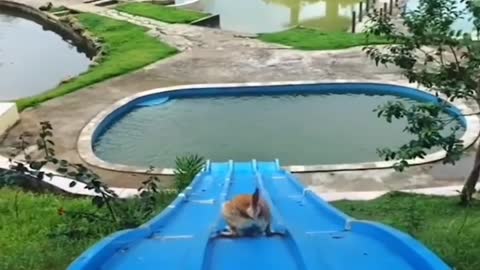 Dogs swimming competition you have never seen