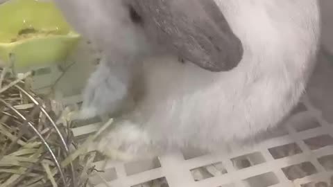 The lovely little rabbit is grooming her hair