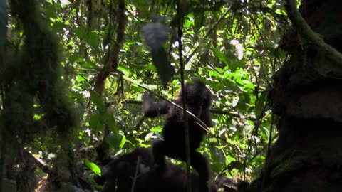 A baby Gorilla makes two attempts at climbing a trees vines