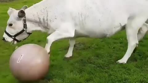Cow playing soccer wow😱😊