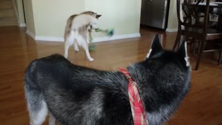 Mishka the Talking Husky engages in epic tug-of-war game