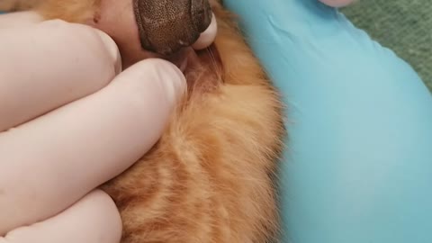 Bot Fly Larvae Successfully Removed from Kitten