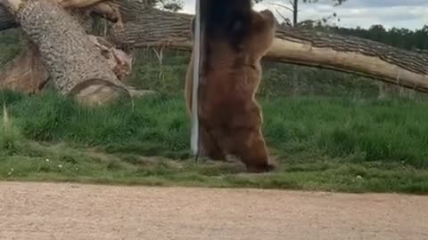 beautiful dancing bear