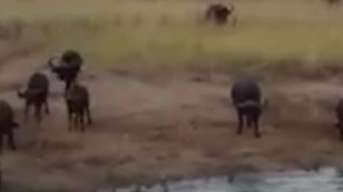 Buffalo survives drowning