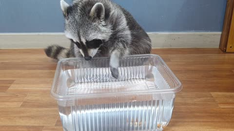 Raccoon fishes almond snacks out of tub of water