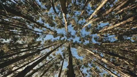 Low Angle View Of Tree Trunks