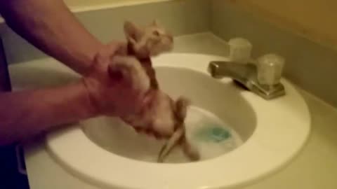 How to wash a Kitten easilly without making it to scared