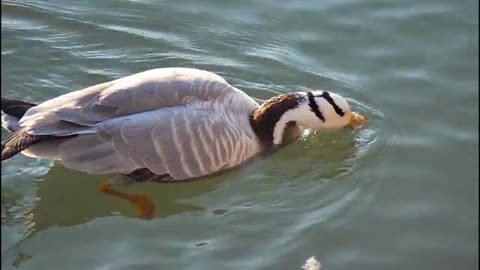 Ducks were swimming around on the river