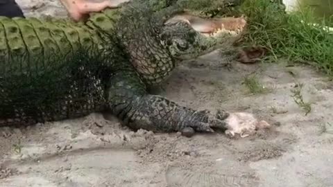 The alligator could not catch food because of this, he took offense and crawled away