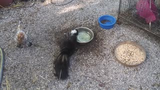 Birds Are Confused As Skunk Drinks From Their Water Bowl 😄