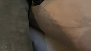 Puppy dog hiding in pillows.