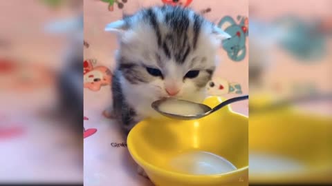 It's Milk Time - Cutey Cat Drinking Milk