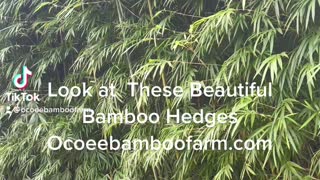 Graceful Bamboo