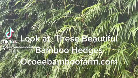Graceful Bamboo