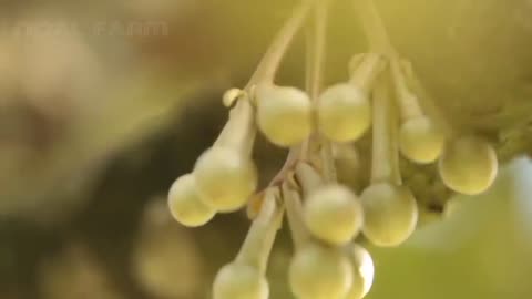 Asia Durian Farm and Harvest - Asian Durian Cultivation Technology and Durian Processing