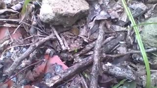 Leafcutter ant carrying a green leaf, passing by rocks and obstacles in winter [Nature & Animals]