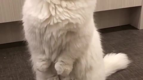 This Will Fundamentally Change the Way You Look at Cute Big White Cat