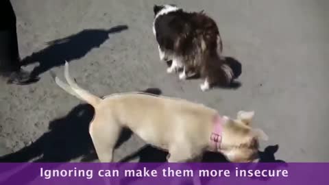 Basics of dog training: Positive Reinforcement