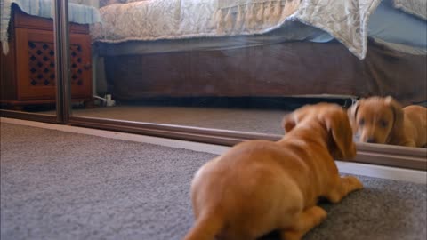 adog fights-with-his-reflection-inthe-mirror