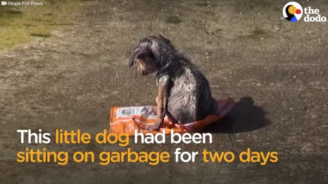 Dog Found Sitting On Trash Is So Loved Now | The Dodo