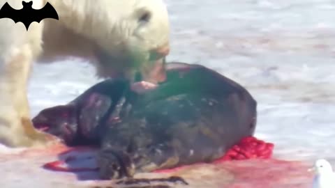 POLAR BEARS VIOLENTLY PREY ON SEALS